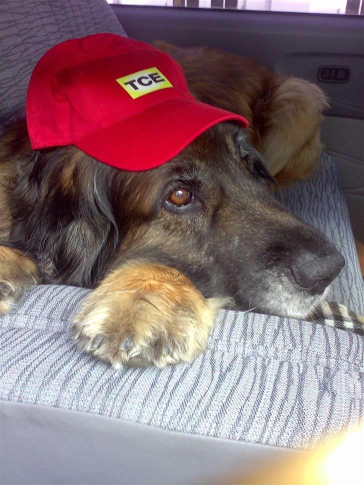 Leonberger Harley billede 5