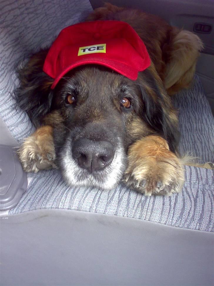 Leonberger Harley billede 6