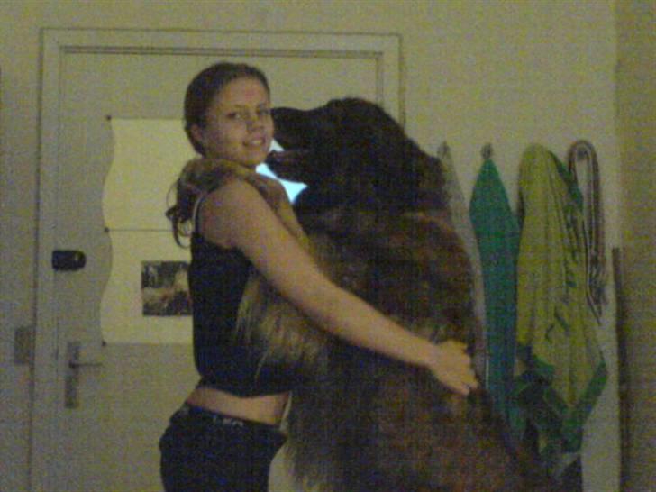 Leonberger Harley billede 7