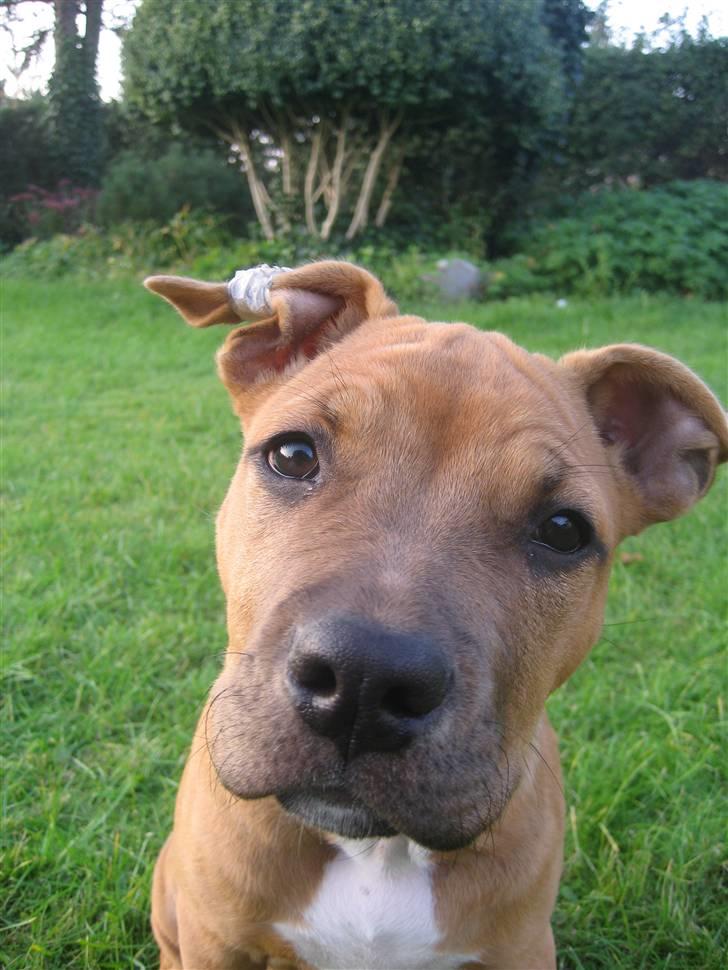 Amerikansk staffordshire terrier Freja billede 10