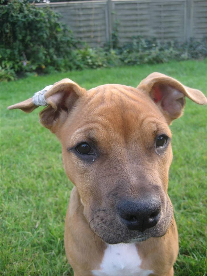 Amerikansk staffordshire terrier Freja billede 11