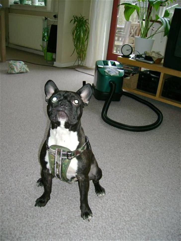 Boston terrier viggo - så lækker er jeg bare. billede 20