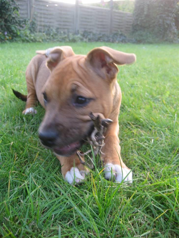 Amerikansk staffordshire terrier Freja billede 12