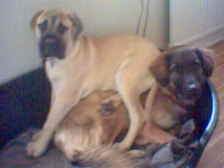 Blanding af racer Bella Mumbassa Uhaha - Ih altså ham den llle ny er lidt anmassende. Skal du virkelig spinge op i kurven, Zuco? billede 11