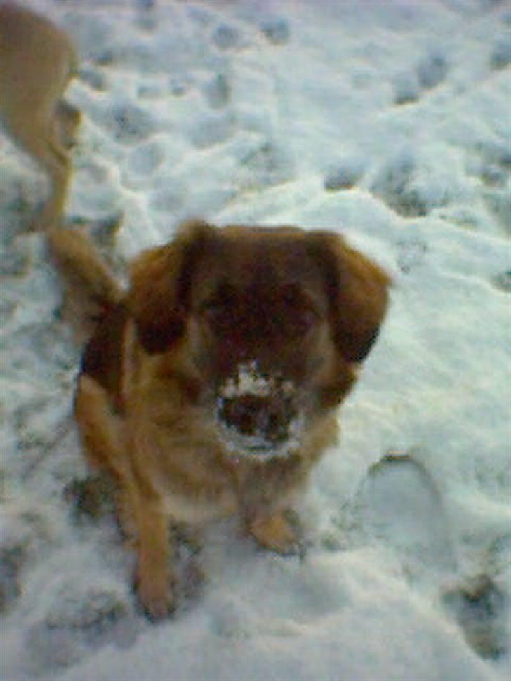 Blanding af racer Bella Mumbassa Uhaha - Halløjsa, jeg elsker sne! billede 12