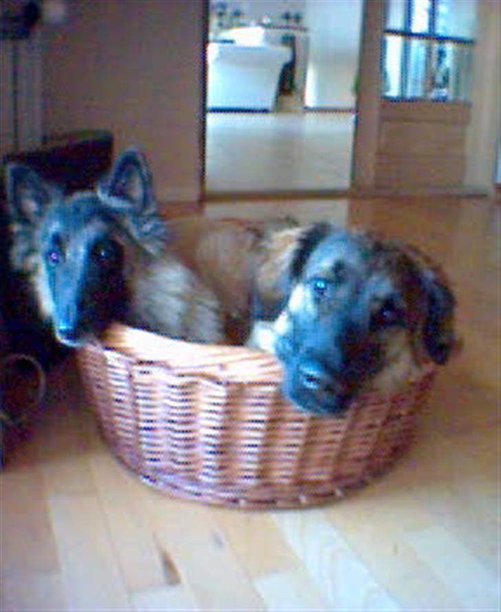 Blanding af racer Bella Mumbassa Uhaha - Så er jeg på besøg hos min jævnaldrende veninde, Chili. Det er lidt trangt. billede 13