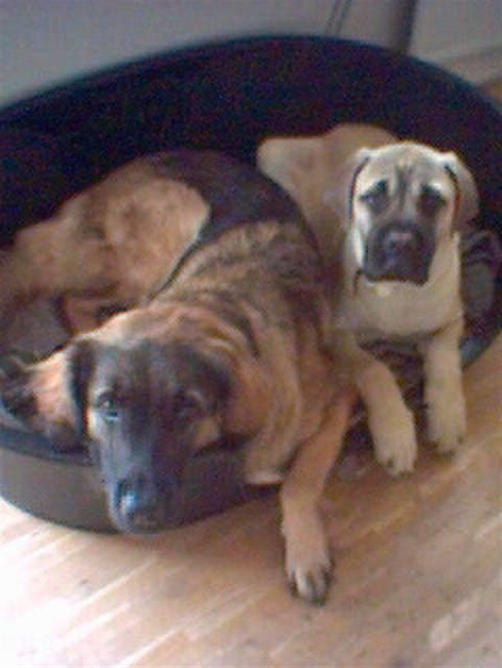 Blanding af racer Bella Mumbassa Uhaha billede 14