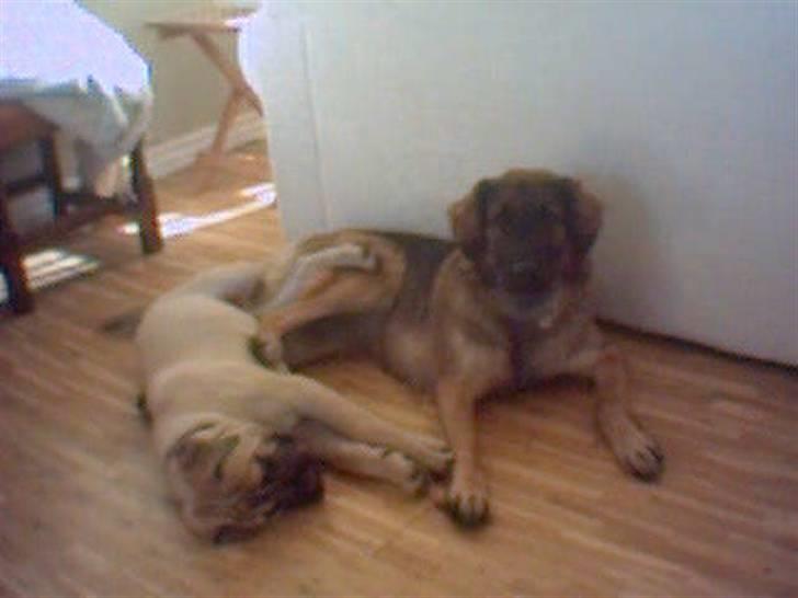 Blanding af racer Bella Mumbassa Uhaha - Han sover meget, ham den lille. billede 15