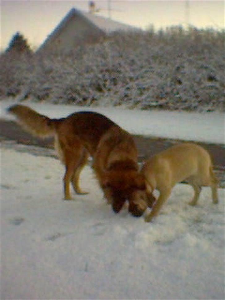 Blanding af racer Bella Mumbassa Uhaha - Det er så sjovt at lege i nyfalden sne. billede 16