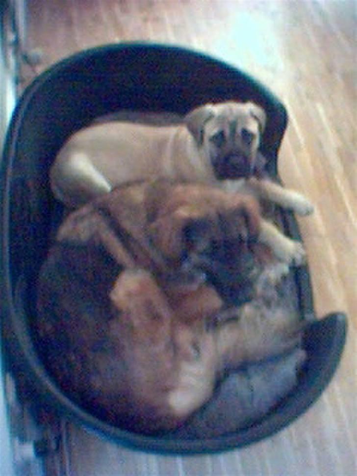 Blanding af racer Bella Mumbassa Uhaha - En af de første dage med den lille nye Zuco. billede 17