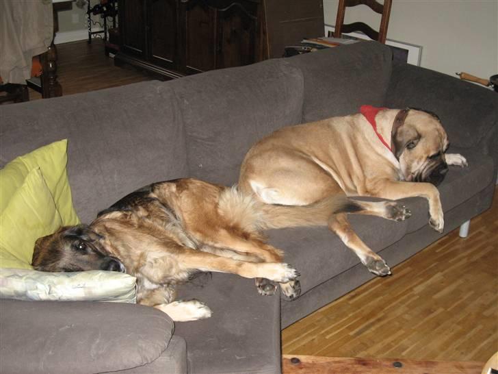 Blanding af racer Bella Mumbassa Uhaha - Øh, hvad siger du mor? Må vi ikke ligge her? Det havde vi altså glemt...igen. billede 18