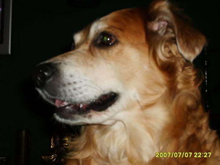 Golden retriever Trunte R.I.P 4/7-08 - Jeg kan sidde helt stille! billede 2