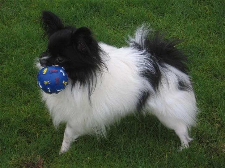 Papillon Bastian - Elsker sin blå bold billede 17