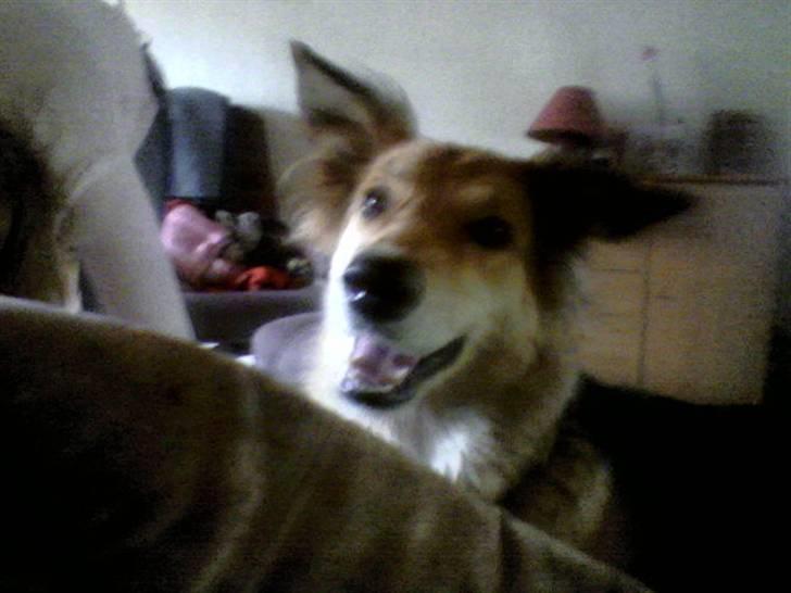 Blanding af racer stella billede 6