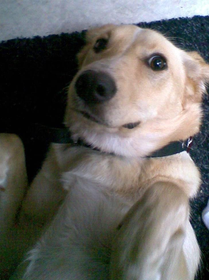 Blanding af racer Sally billede 1