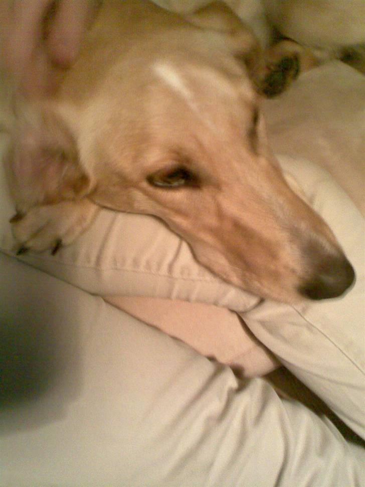 Blanding af racer Sally billede 2