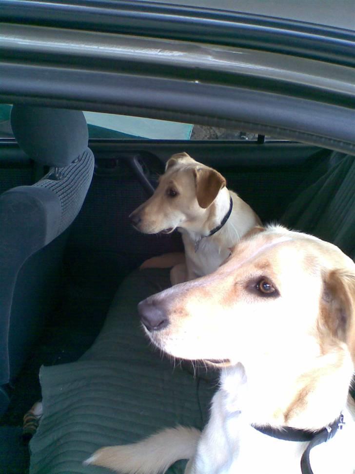 Blanding af racer Sally billede 3