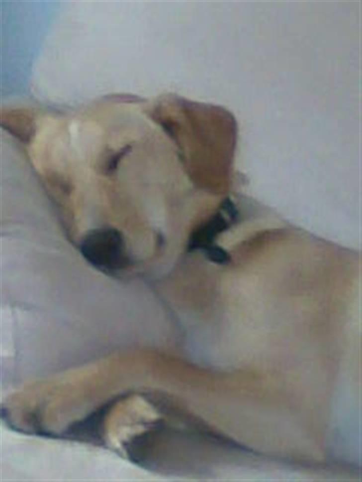 Blanding af racer Sally billede 4