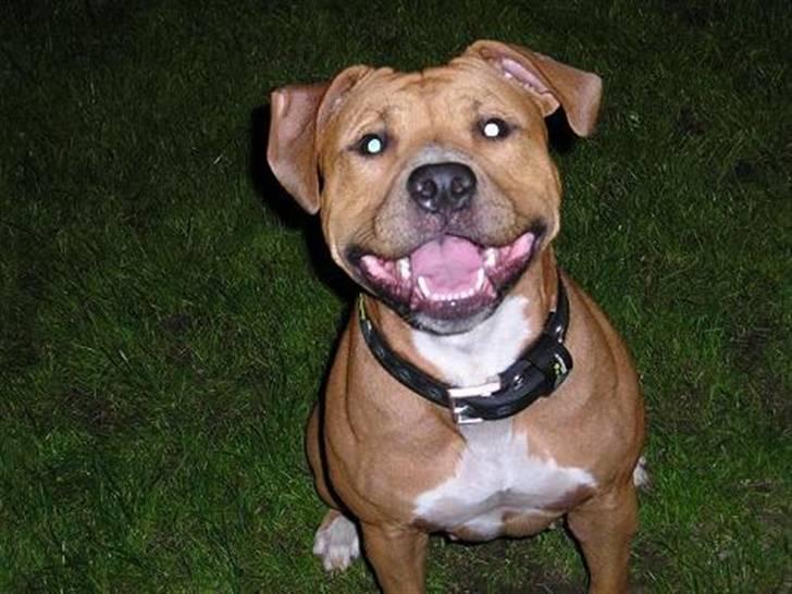 Amerikansk staffordshire terrier DIVA billede 1