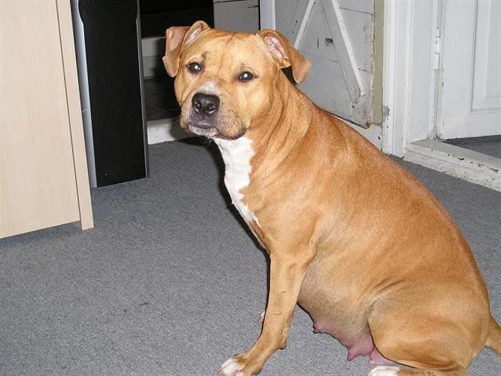 Amerikansk staffordshire terrier DIVA billede 2