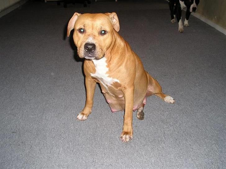 Amerikansk staffordshire terrier DIVA billede 3