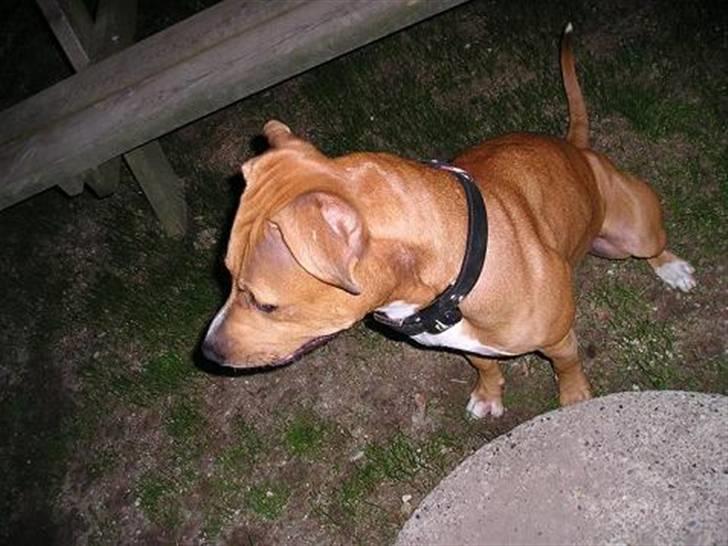 Amerikansk staffordshire terrier DIVA billede 4