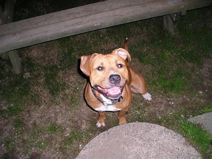 Amerikansk staffordshire terrier DIVA billede 5