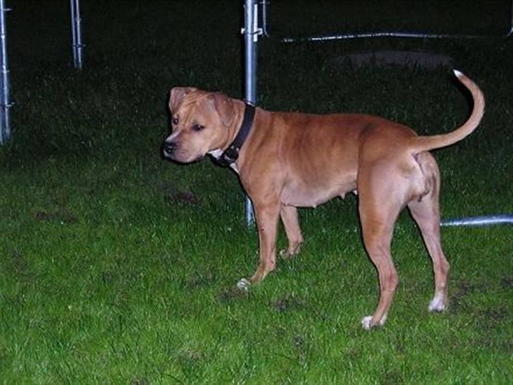 Amerikansk staffordshire terrier DIVA billede 6