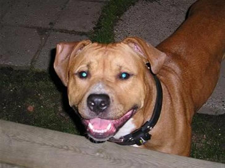 Amerikansk staffordshire terrier DIVA billede 7