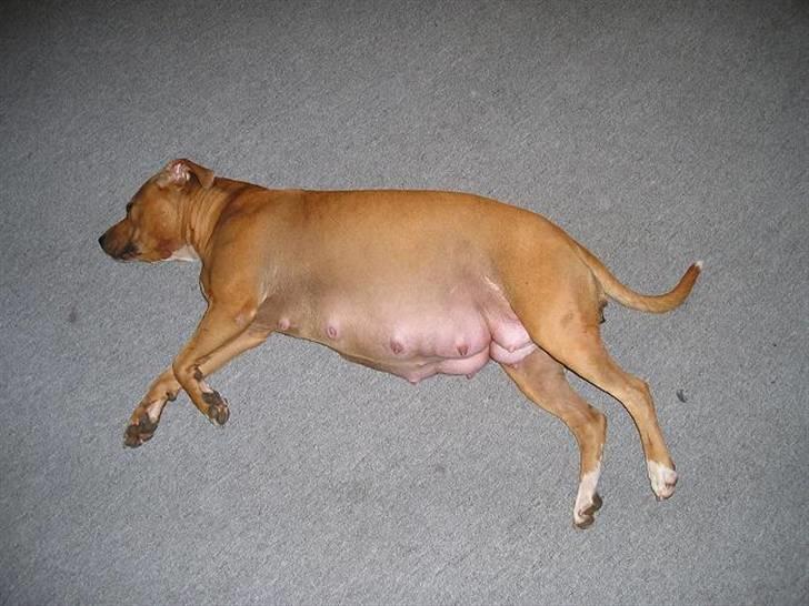 Amerikansk staffordshire terrier DIVA billede 8