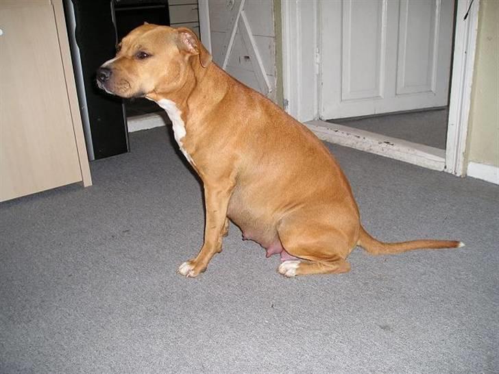 Amerikansk staffordshire terrier DIVA billede 9