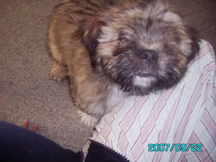 Lhasa apso Magnus billede 8