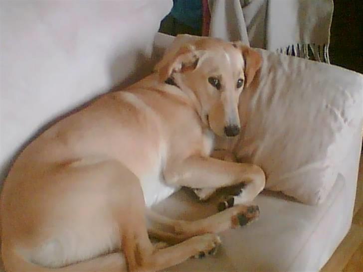 Blanding af racer Sally billede 5