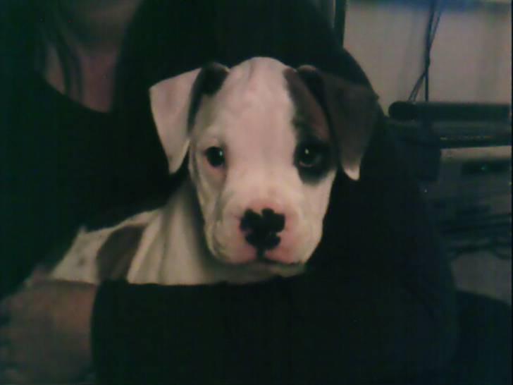 Amerikansk bulldog Berta billede 2