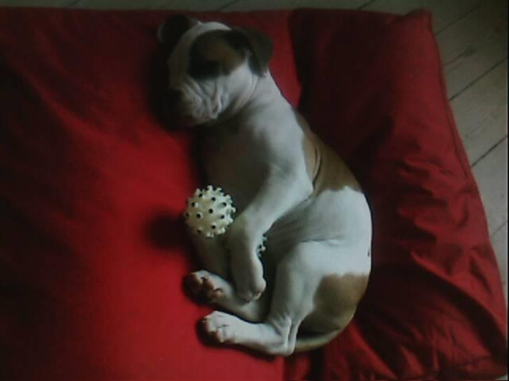 Amerikansk bulldog Berta billede 3