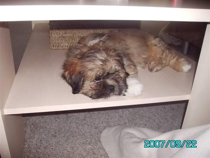 Lhasa apso Magnus billede 9