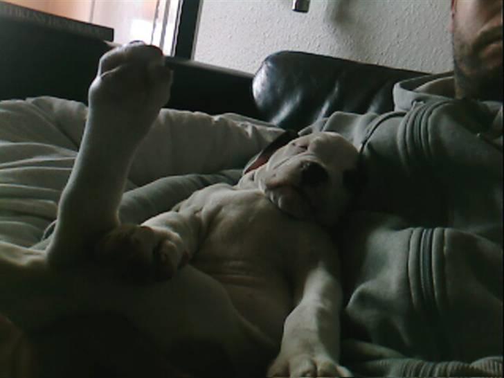 Amerikansk bulldog Berta billede 4