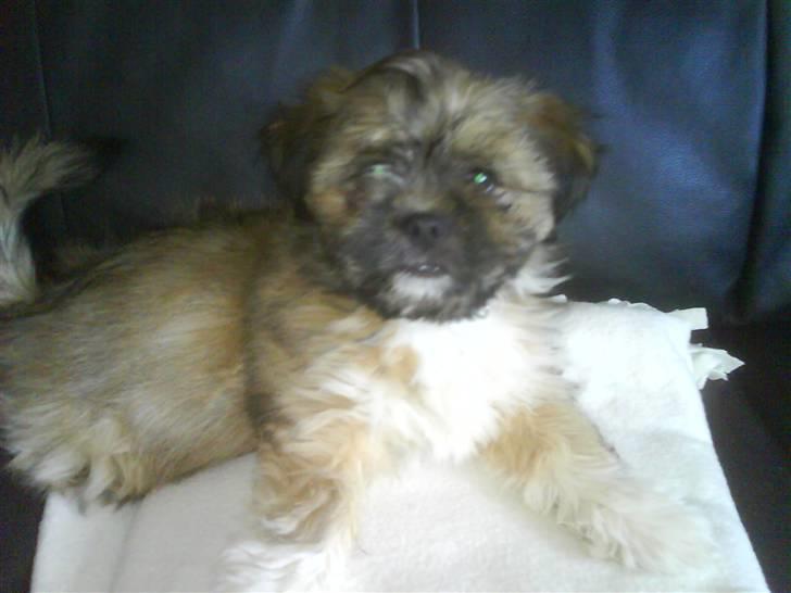 Lhasa apso Magnus billede 10