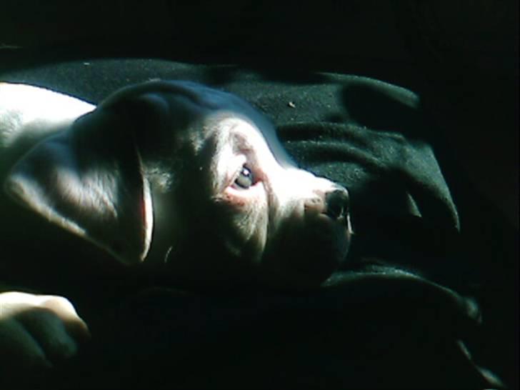 Amerikansk bulldog Berta billede 5