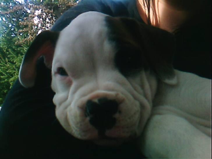 Amerikansk bulldog Berta billede 6