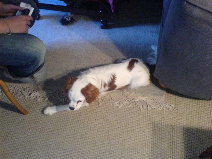 Cavalier king charles spaniel kjær billede 7