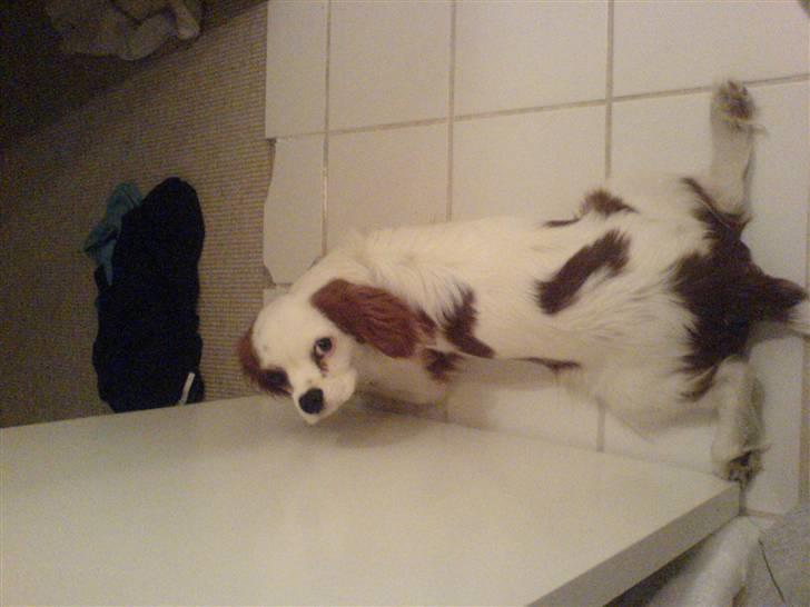 Cavalier king charles spaniel kjær billede 8