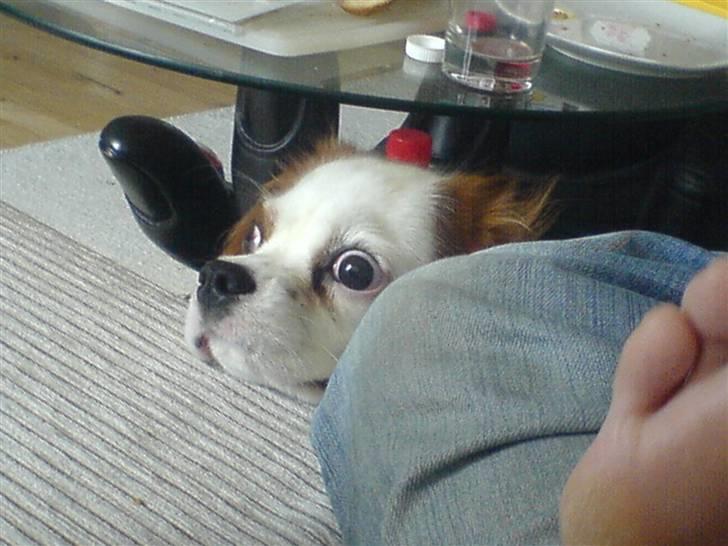 Cavalier king charles spaniel kjær billede 9