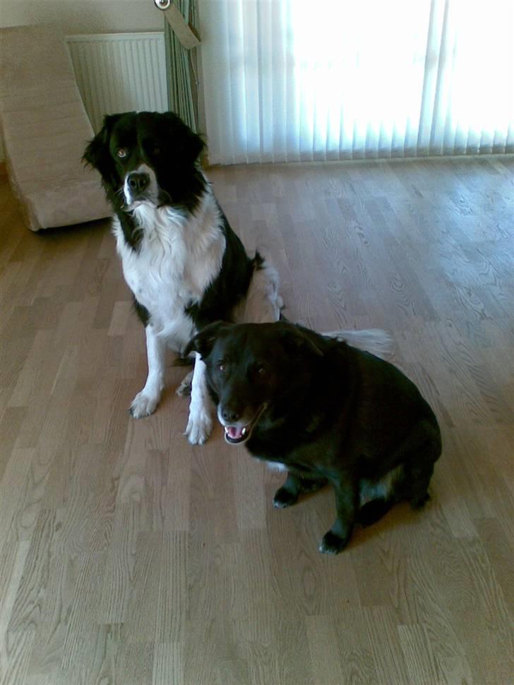 Landseer , Panda  billede 13