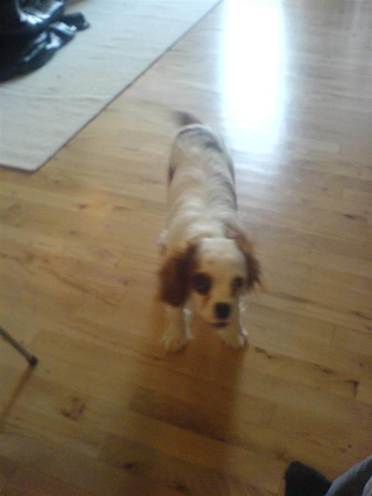 Cavalier king charles spaniel kjær billede 10