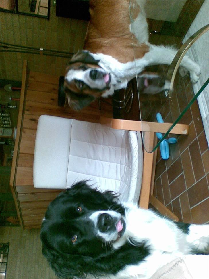 Landseer , Panda  billede 14