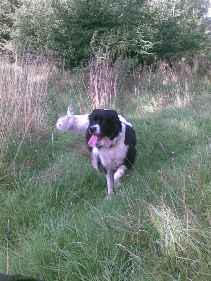 Landseer , Panda  billede 15