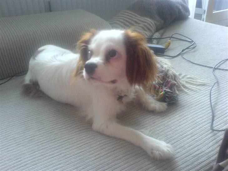 Cavalier king charles spaniel kjær billede 11