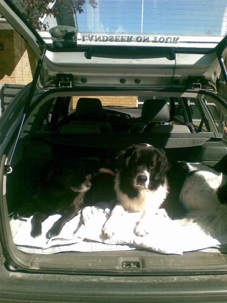 Landseer , Panda  billede 16