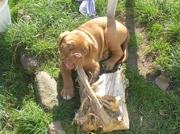 Dogue de bordeaux Ikaros R.I.P. billede 5